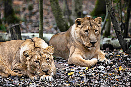 两个,雌性,非洲狮,木头