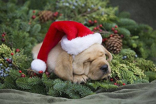 夏威夷,毛伊岛,拉布拉多犬,小狗,圣诞帽,圣诞花环