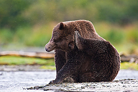阿拉斯加,卡特迈国家公园,沿岸,棕熊,休息