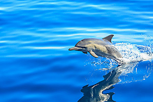 一个,常见海豚,海豚属,跳跃,室外,海洋,圣地亚哥,加利福尼亚,美国