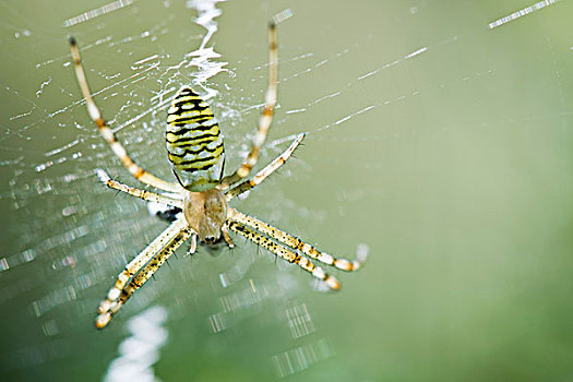 黄色,园蛛,捕食,抓住,蜘蛛网