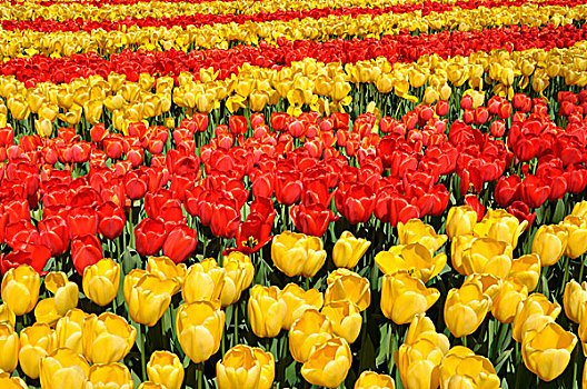 花坛,红色,黄色,郁金香,郁金香属,库肯霍夫公园,荷兰