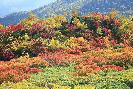 温泉,山,国家公园