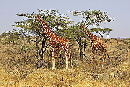 网纹长颈鹿,长颈鹿,成年,大草原,公园,肯尼亚