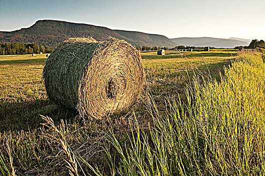 干草包,土地,平和,乡野,不列颠哥伦比亚省,加拿大