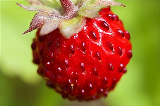 水果,野草莓
