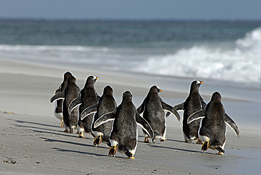 巴布亚企鹅,企鹅,成年,多,海滩,福克兰群岛,南大西洋
