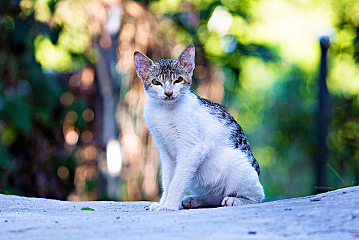 路边的小花猫