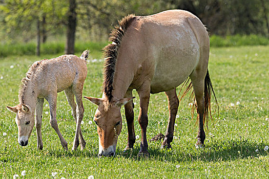 马,中心,霍尔特巴杰,国家公园,母马,小马,放牧,匈牙利