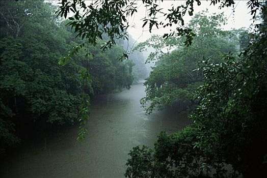 雨,低地,雨林,生物学,研究站,哥斯达黎加