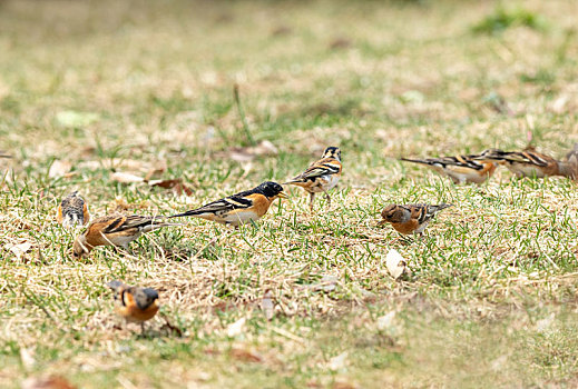 结群寻觅草子或其它植物种子为食的燕雀鸟