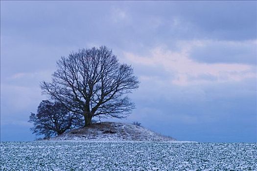 孤树,山,严肃,半岛,梅克伦堡前波莫瑞州,德国,欧洲
