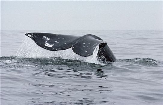 灰鲸,尾部,北方,迁徙,小路,温哥华岛,加拿大