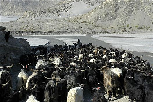 牧群,山羊,山谷,靠近,安娜普纳地区,尼泊尔