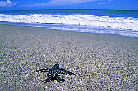 棱皮海龟,特立尼达