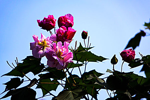 美艳的芙蓉花,木芙蓉,拒霜花,木莲,地芙蓉,华木