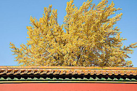 秋天的故宫银杏树