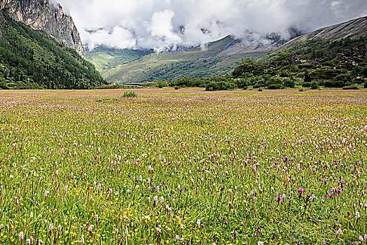 高山草甸风光