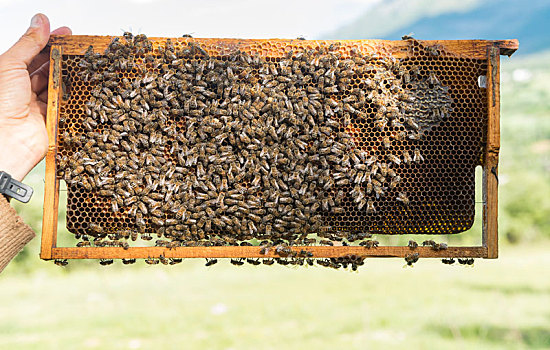 蜜蜂,工作,蜂窝