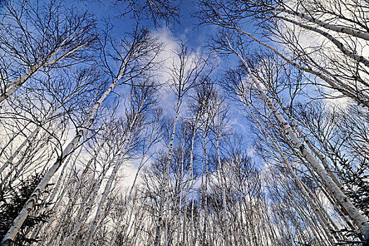 桦树,冬天,活泼,萨德伯里,安大略省,加拿大
