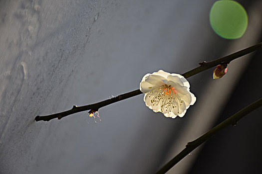 白梅花特写