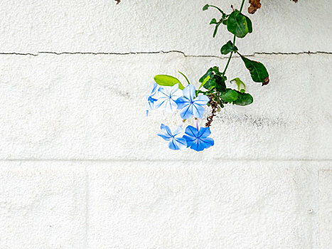 白色墙壁前的蓝色小花