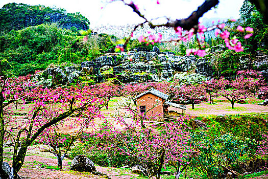 连平,桃花,鹰嘴桃,桃林