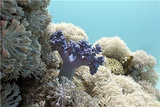 珊瑚礁,软珊瑚,仰视,红海