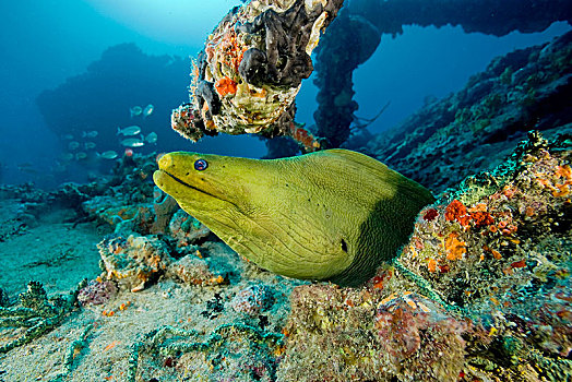 绿色,海鳗,裸胸鳝属,省,古巴,中美洲