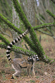 马达加斯加,节尾狐猴,幼仔