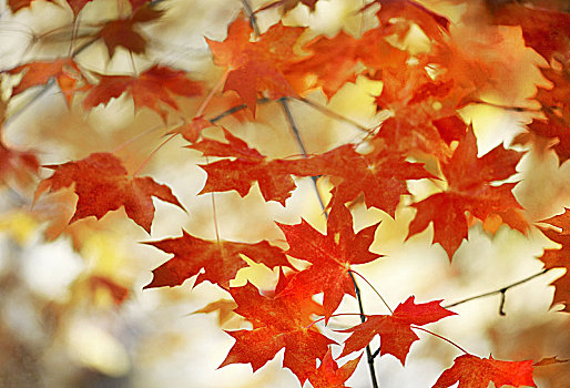 美丽的秋天--枫叶,红叶