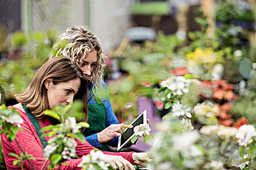 两个,女性,花商,数码,检查,植物,花卉商店