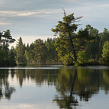 反射,树,水上,湖,木头,安大略省,加拿大