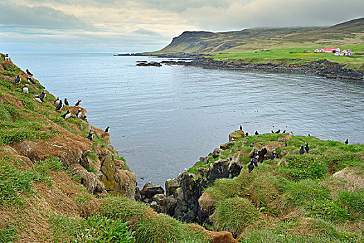 鸟,保护区,大西洋海雀,冰岛,欧洲