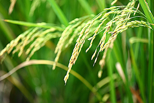 稻田,稻米