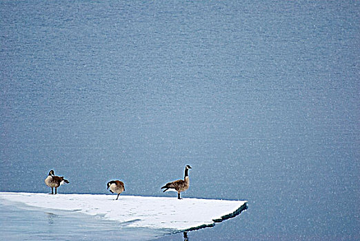 黑额黑雁,加拿大雁,中间,瓦特顿湖,瓦特顿湖国家公园,艾伯塔省,加拿大