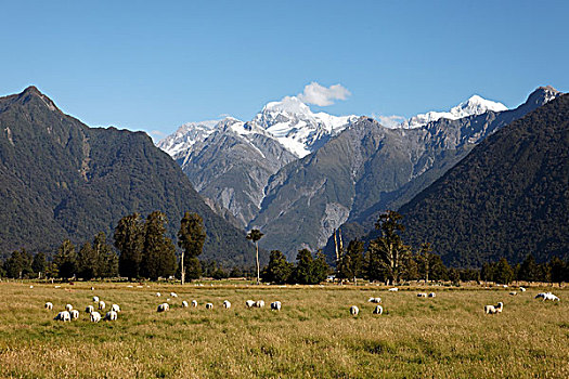 福克斯冰川,山,草地,绵羊,南岛,新西兰