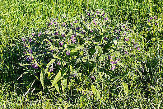 花,紫草科植物,萨克森,德国,欧洲