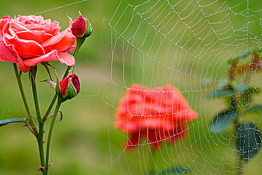 露珠,蜘蛛网,蔷薇