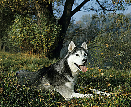 西伯利亚,哈士奇犬,成年,卧,草地