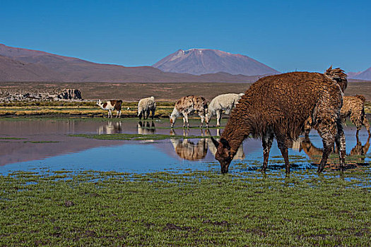 玻利维亚乌尤尼盐湖山区羊群