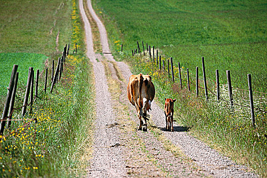 母牛,幼兽,乡间小路