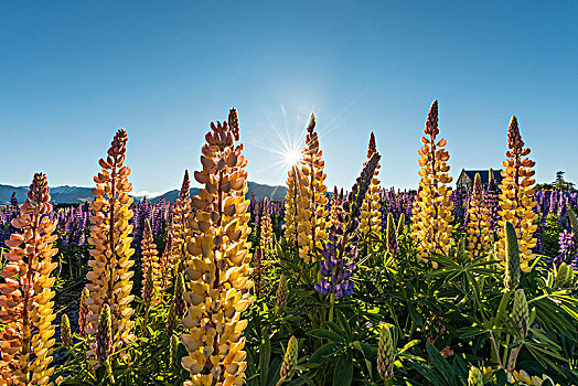 太阳,发光,黄色,羽扇豆属植物,羽扇豆,特卡波湖,坎特伯雷地区,南部地区,新西兰,大洋洲