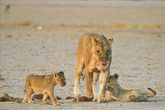 雌狮,狮子,玩,杯子,博茨瓦纳,非洲