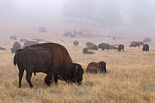美洲野牛,雾,野牛,西奥多,国家公园,北达科他,美国