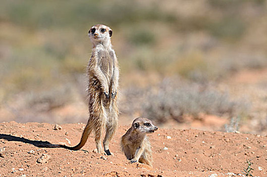 猫鼬,成年,雄性,专注,幼仔,洞穴,入口,卡拉哈迪大羚羊国家公园,北开普,南非,非洲