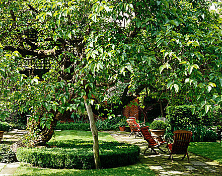 舒适,花园椅,古老,桑葚,树,中心,花园