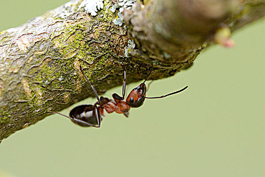 红色,木头,蚂蚁,棕色林蚁,细枝