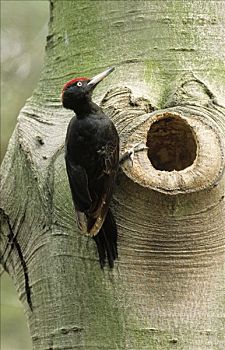 黑啄木鸟,巢,入口