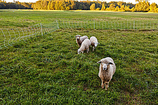 羊羔,深红色,三叶草,农场,马萨诸塞